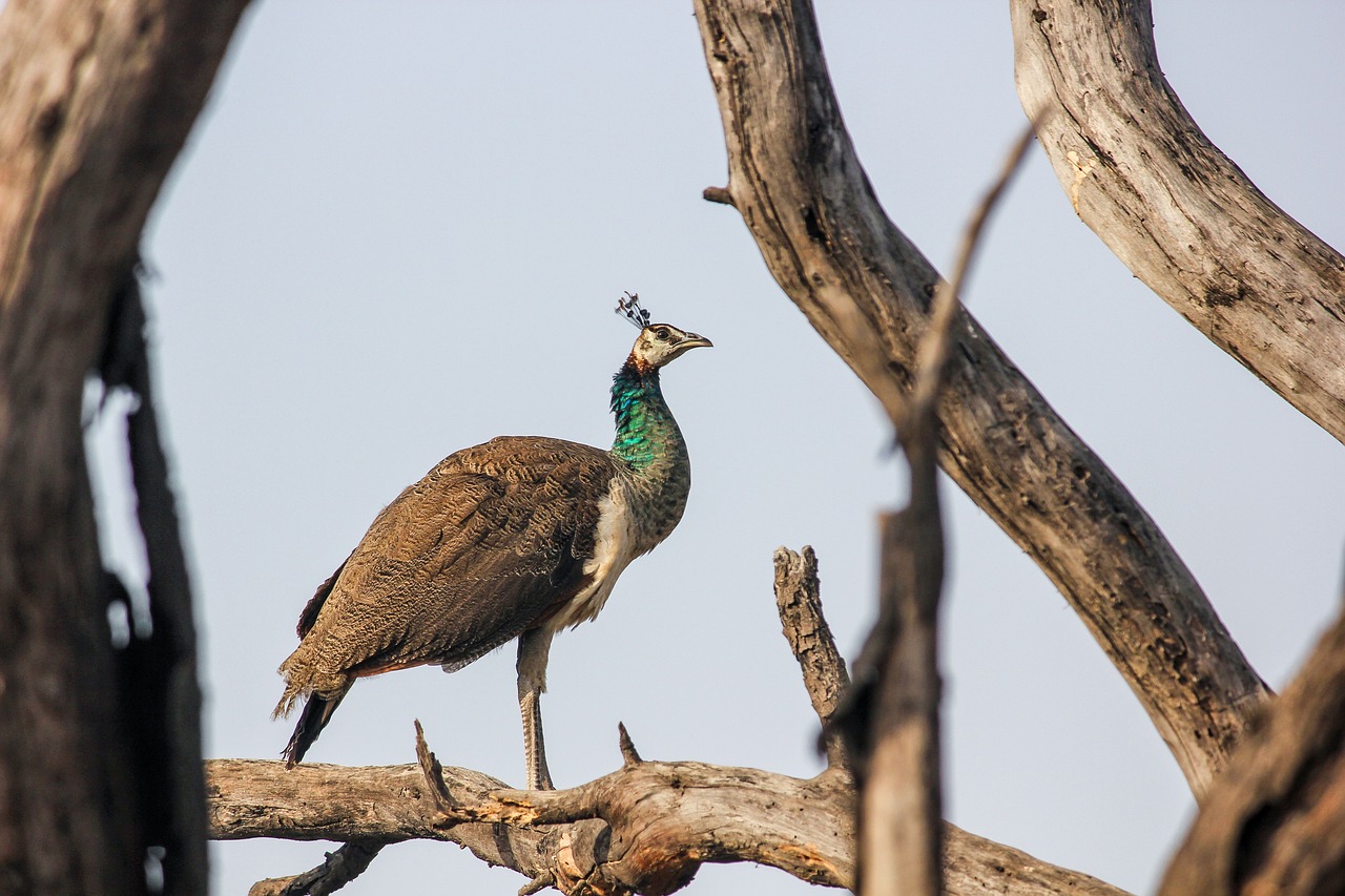 Safety Tips for Birdwatchers
